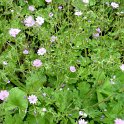 Geranium pyrenaicum